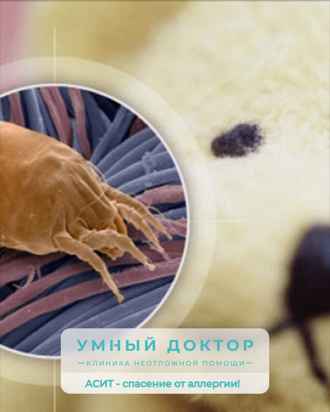 АСИТ - спасение от аллергии. АСИТ - спасение от аллергии.